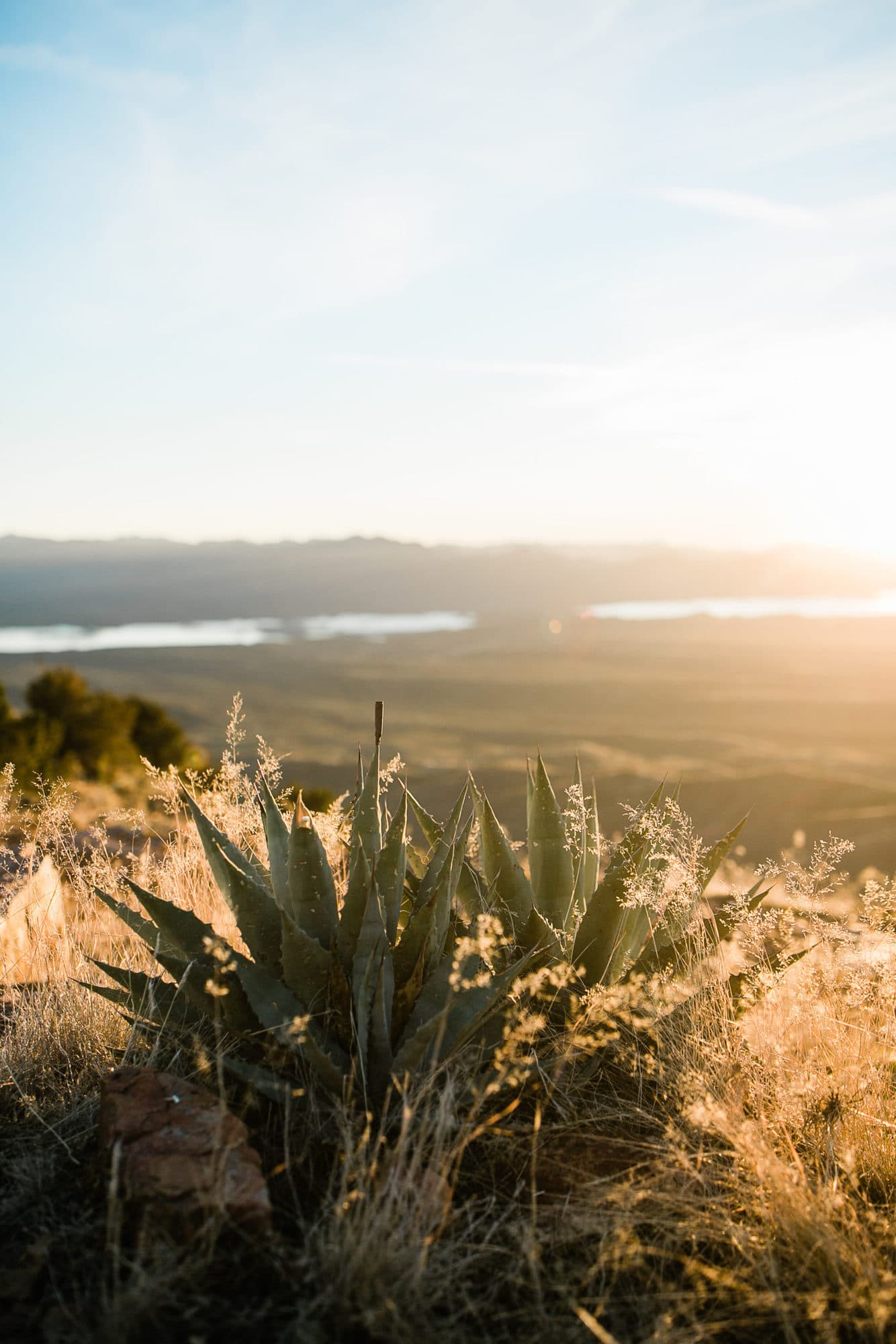 Desert plant on perched on the edge of the cliff with the sun setting behind. 