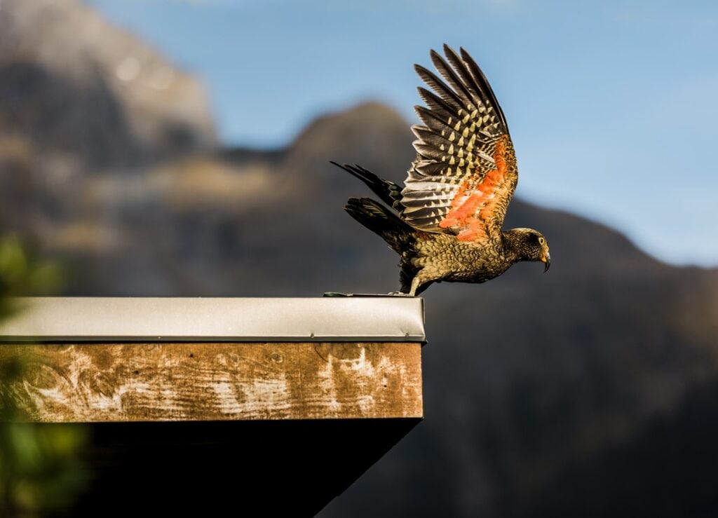 Bird takes flight off a house roof in New Zealand