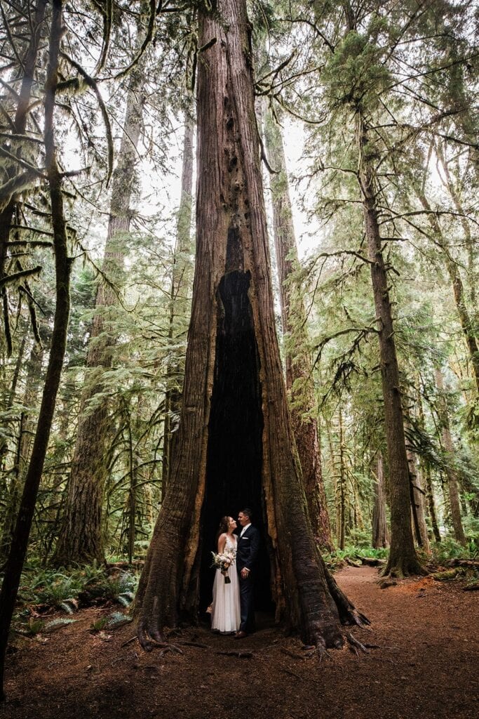 Bride and groom stand under an old-growth forest tree during their Olympic National Park elopement