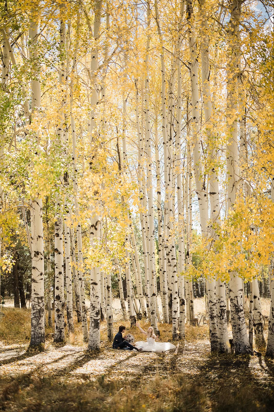 newlyweds having a picnic under golden aspen trees during their flagstaff elopement.