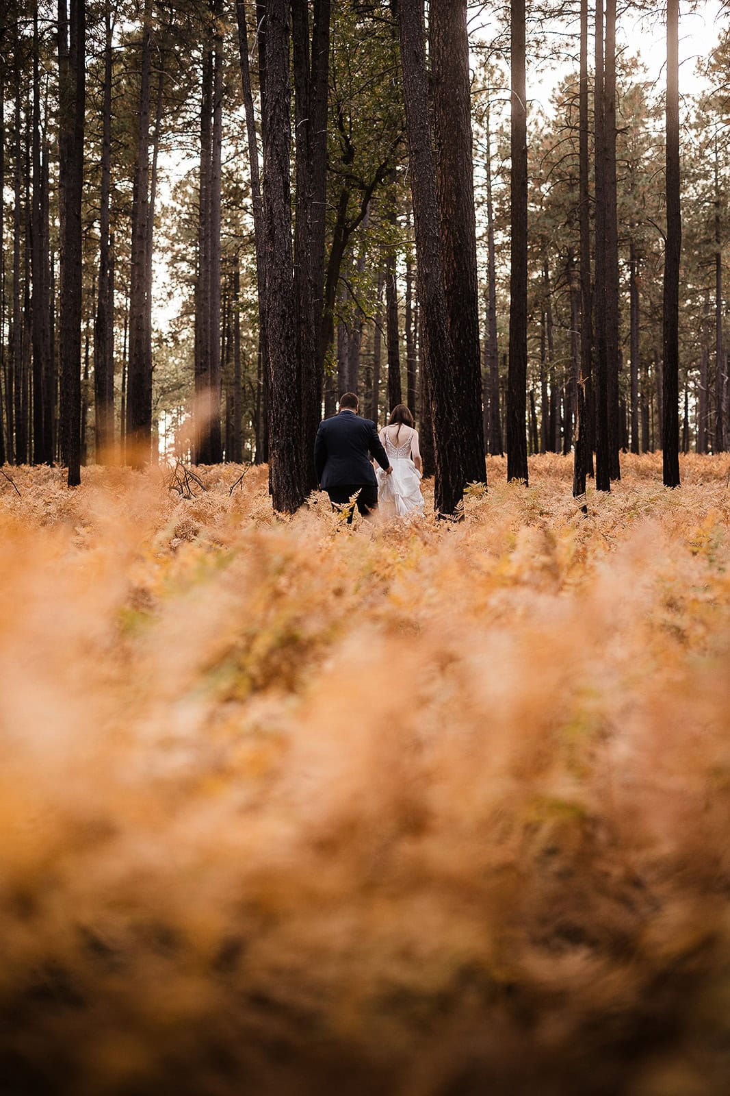 newlyweds walking through a field of golden ferns.