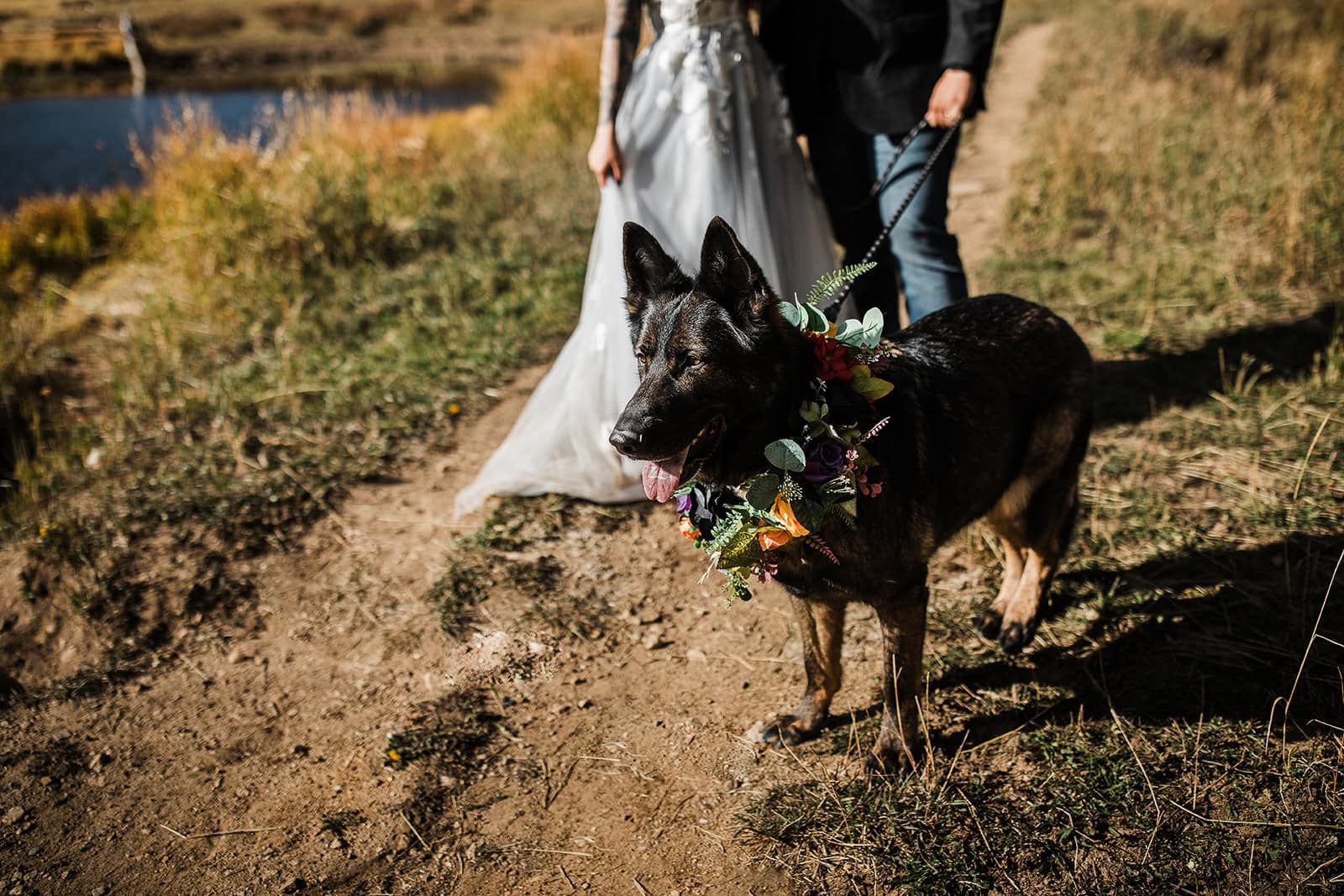 a dog panting and smiling on a dirt road.