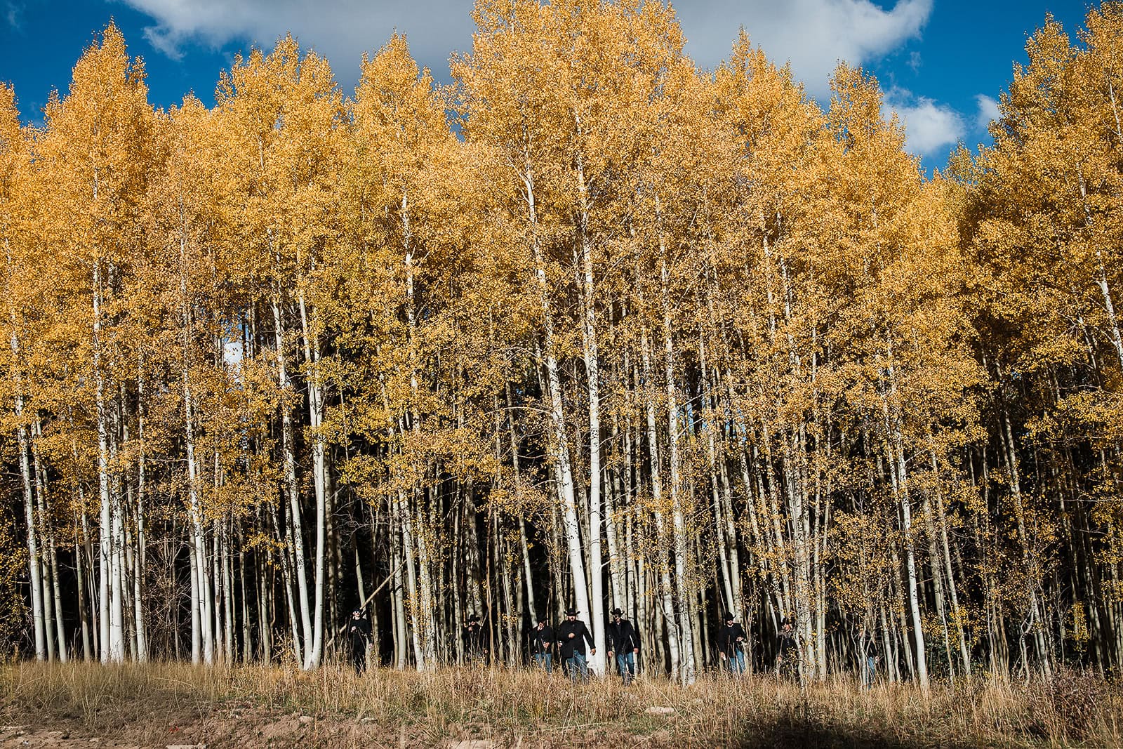 groom and his groomsmen walking out of an aspen forest.