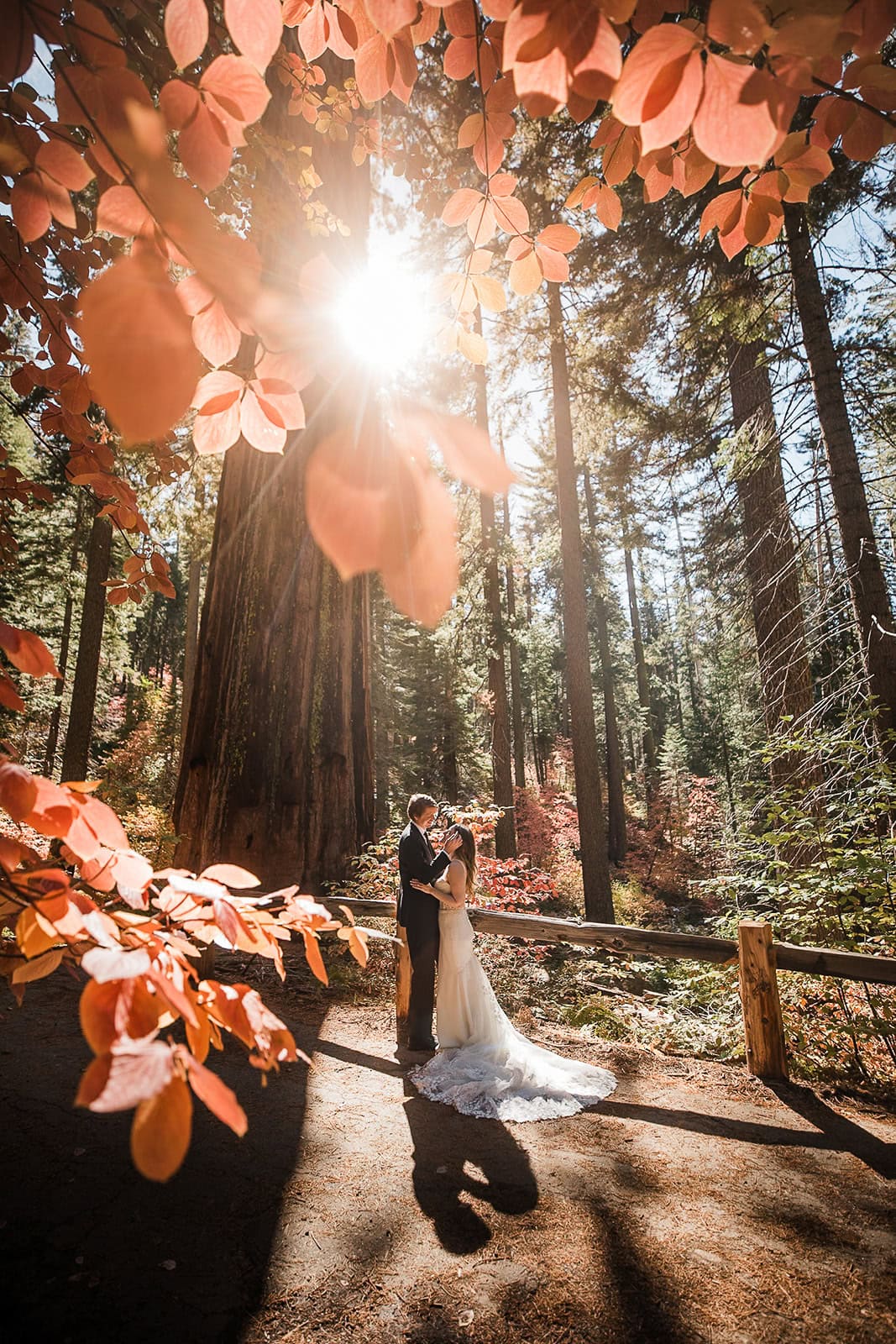 Newlyweds hugging in a sequoia grove at fall.