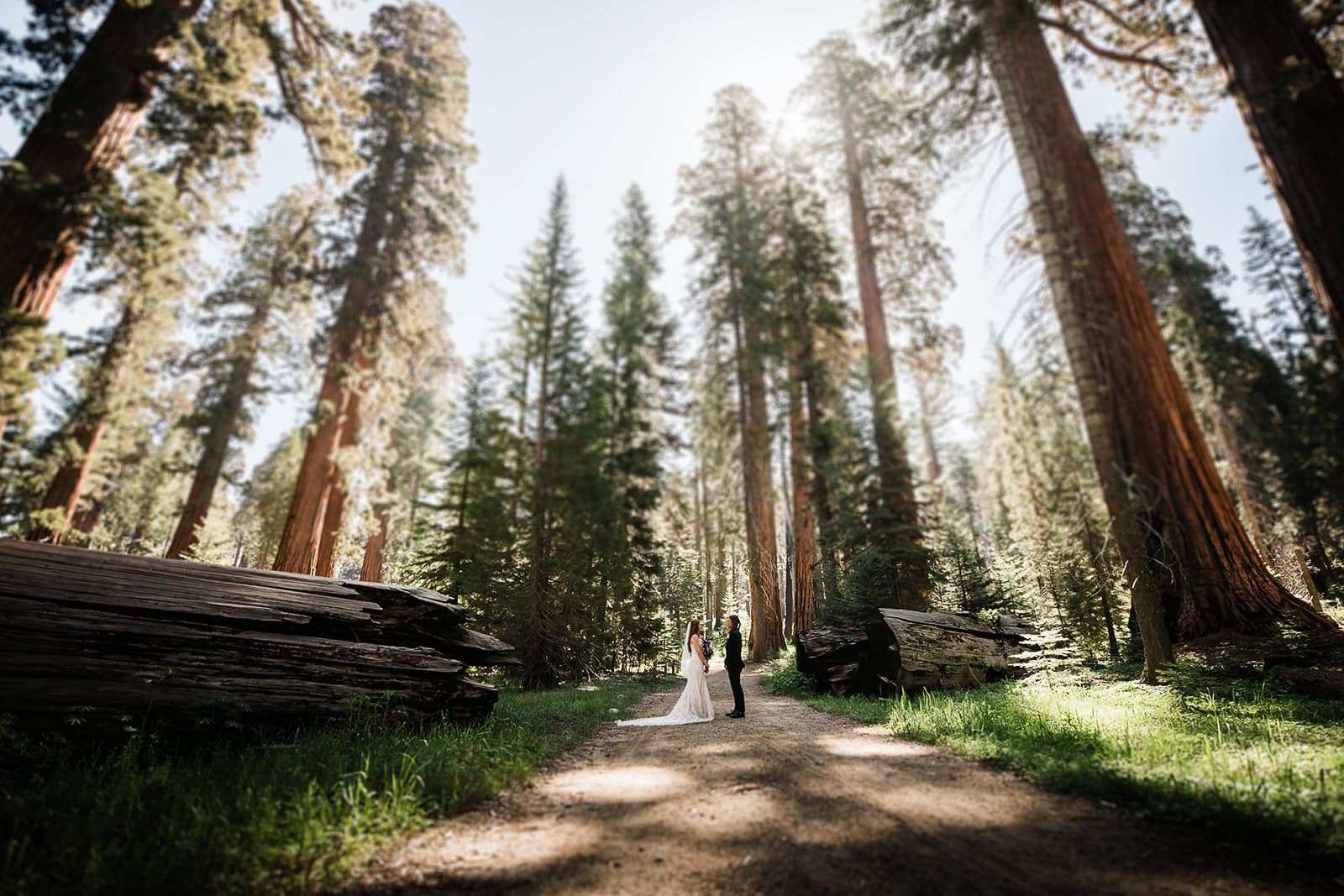Newlyweds standing under giant sequoia trees in Yosemite.