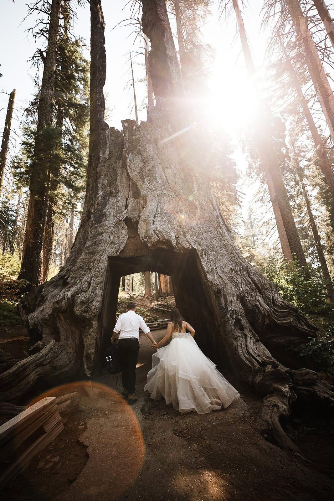 Newlyweds hiking through a tree in Tuolumne Grove, one of the best Yosemite wedding locations.