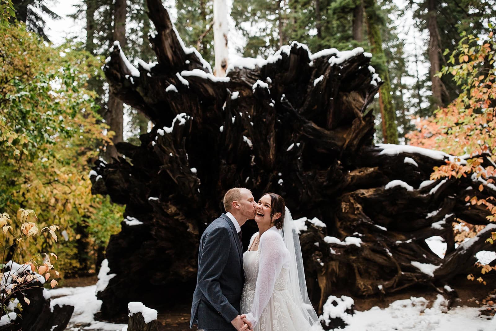 Newlyweds kissing in front of a fallen sequoia tree.
